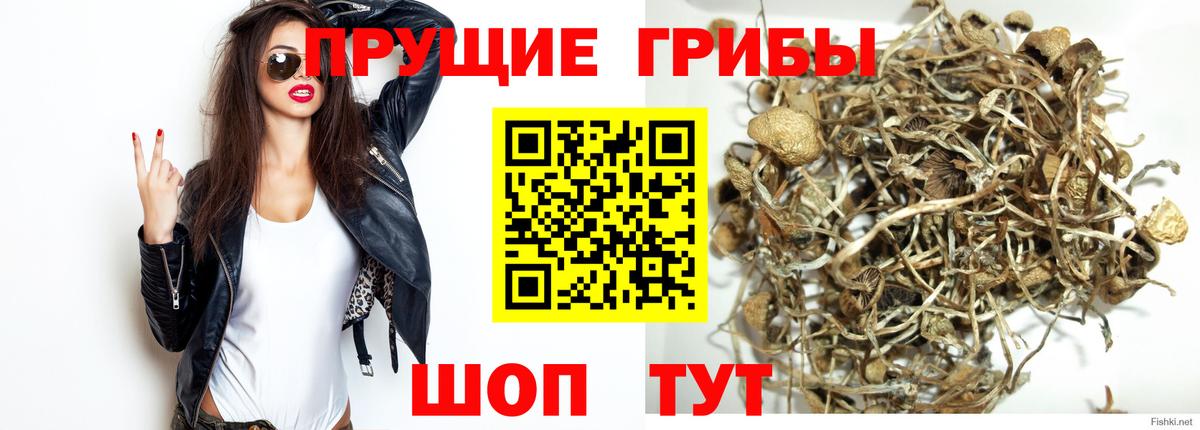 Галлюциногенные грибы Psilocybine cubensis Качканар